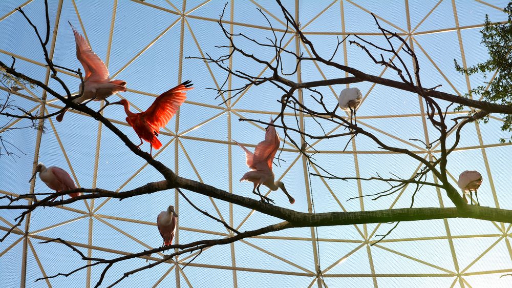 Na Slovensku uzavřeli zoo kvůli ptačí chřipce